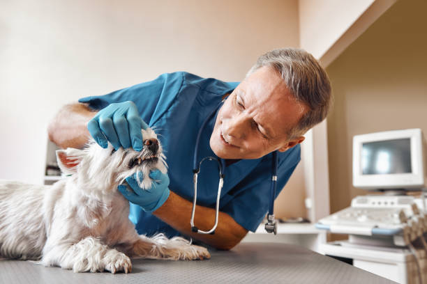 Best Emergency Treatment for Dental Infections or Abscesses in Lanai City, HI